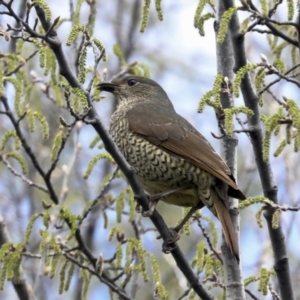 Ptilonorhynchus violaceus at Evatt, ACT - 26 Sep 2022