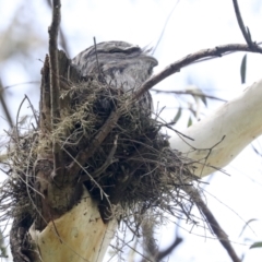 Podargus strigoides (Tawny Frogmouth) at McKellar, ACT - 26 Sep 2022 by AlisonMilton