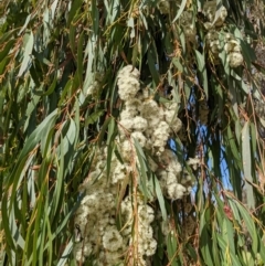 Eucalyptus elata (River Peppermint) at Kambah, ACT - 26 Sep 2022 by HelenCross