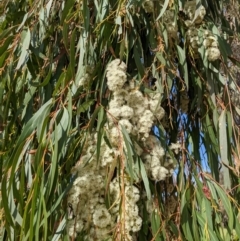 Eucalyptus elata (River Peppermint) at Kambah, ACT - 25 Sep 2022 by HelenCross