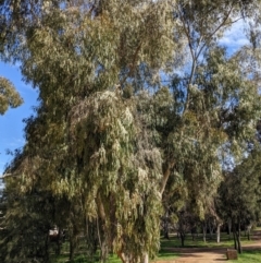 Eucalyptus elata at Kambah, ACT - 26 Sep 2022