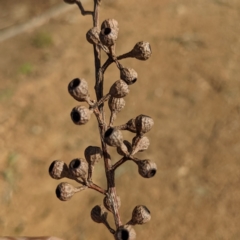 Eucalyptus elata at Kambah, ACT - 26 Sep 2022