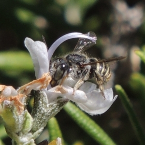 Pseudoanthidium (Immanthidium) repetitum at Conder, ACT - 30 Mar 2016