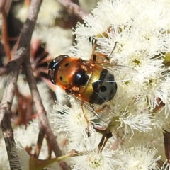 Austalis pulchella (Hover fly) at Kambah, ACT - 26 Sep 2022 by HelenCross
