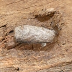 Lasiocampidae (family) immature (Lappet & Snout Moths) at Giralang Wetlands - 10 Sep 2022 by Birdy