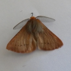 Pterolocera (genus) (Antheliid moth) at Jindabyne, NSW - 13 Mar 2022 by Amata