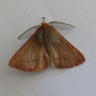 Pterolocera (genus) (Antheliid moth) at Jindabyne, NSW - 13 Mar 2022 by Birdy