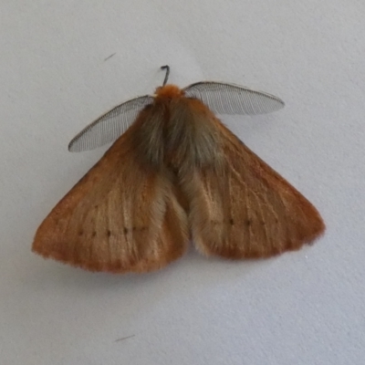 Pterolocera (genus) (Antheliid moth) at Jindabyne, NSW - 13 Mar 2022 by Amata