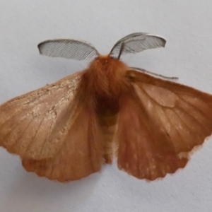 Pterolocera (genus) at Jindabyne, NSW - 13 Mar 2022