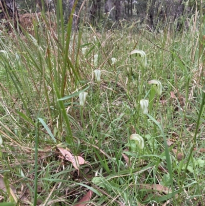 Pterostylis baptistii (King Greenhood) at Huskisson, NSW - 26 Sep 2022 by AnneG1