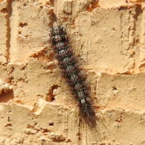 Anestia (genus) at Wanniassa, ACT - 26 Sep 2022 12:04 PM