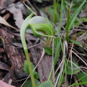 Pterostylis nutans at Paddys River, ACT - 26 Sep 2022