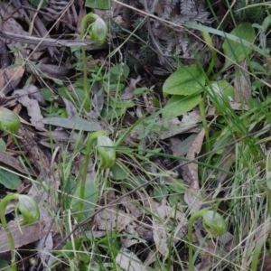 Pterostylis nutans at Paddys River, ACT - 26 Sep 2022