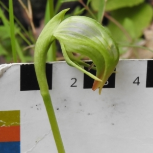 Pterostylis nutans at Paddys River, ACT - 26 Sep 2022