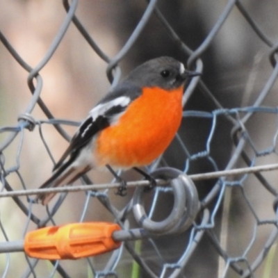 Petroica phoenicea (Flame Robin) at Paddys River, ACT - 18 Sep 2022 by JohnBundock