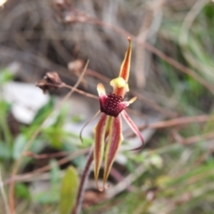 Caladenia actensis (Canberra Spider Orchid) at Hackett, ACT by Liam.m