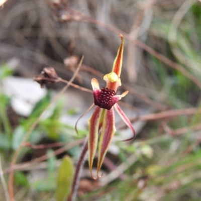 Caladenia actensis (Canberra Spider Orchid) at Hackett, ACT by Liam.m