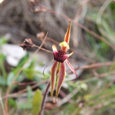 Caladenia actensis (Canberra Spider Orchid) at Hackett, ACT - 25 Sep 2022 by Liam.m