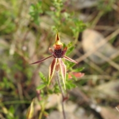 Caladenia actensis at suppressed - 25 Sep 2022