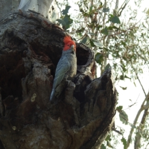 Callocephalon fimbriatum at Hackett, ACT - suppressed