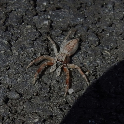 Helpis sp. (genus) (Unidentified Bronze Jumping Spider) at Paddys River, ACT - 18 Sep 2022 by JohnBundock