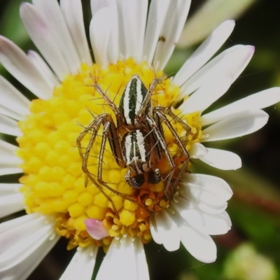 Oxyopes sp. (genus) (Lynx spider) at Wanniassa, ACT - 26 Sep 2022 by JohnBundock