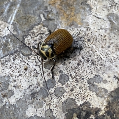 Cadmus (Cadmus) aurantiacus (Leaf beetle) at Deua National Park (CNM area) - 25 Sep 2022 by NedJohnston