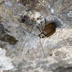 Cadmus (Cadmus) aurantiacus at Berlang, NSW - 25 Sep 2022