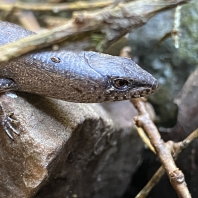 Saproscincus mustelinus (Weasel Skink) at Deua National Park (CNM area) - 25 Sep 2022 by NedJohnston