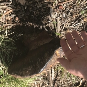 Phlebopus marginatus at Hughes, ACT - 27 Sep 2022