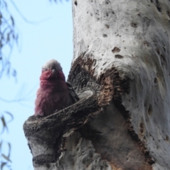 Eolophus roseicapilla (Galah) at Acton, ACT - 27 Sep 2022 by HelenCross