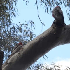 Eolophus roseicapilla at Acton, ACT - 27 Sep 2022 12:48 PM