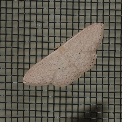 Scopula (genus) (A wave moth (Sterrhinae)) at Wanniassa, ACT - 22 Sep 2022 by JohnBundock