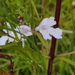 Westringia eremicola (Slender Western Rosemary) at Isaacs, ACT - 27 Sep 2022 by Mike