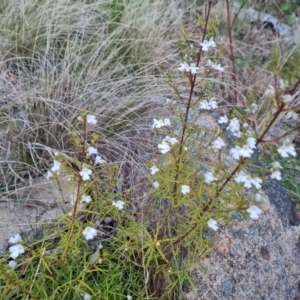 Westringia eremicola at Isaacs, ACT - 27 Sep 2022 05:06 PM