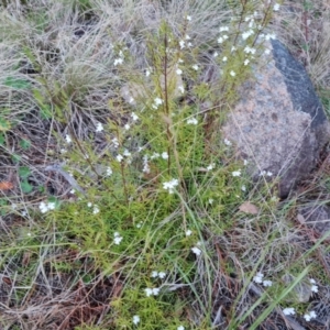 Westringia eremicola at Isaacs, ACT - 27 Sep 2022