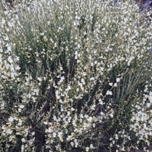 Cytisus scoparius subsp. scoparius at Isaacs, ACT - 27 Sep 2022