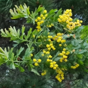 Acacia baileyana x Acacia decurrens at Isaacs, ACT - 27 Sep 2022