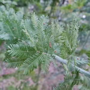 Acacia baileyana x Acacia decurrens at Isaacs, ACT - 27 Sep 2022 04:59 PM