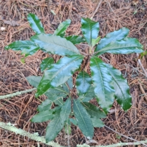 Pittosporum undulatum at Isaacs, ACT - 27 Sep 2022 04:43 PM