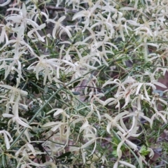 Clematis leptophylla (Small-leaf Clematis, Old Man's Beard) at Isaacs, ACT - 27 Sep 2022 by Mike