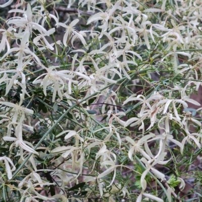 Clematis leptophylla (Small-leaf Clematis, Old Man's Beard) at Isaacs Ridge - 27 Sep 2022 by Mike