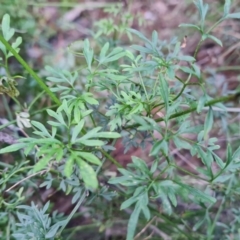 Clematis leptophylla at Isaacs, ACT - 27 Sep 2022