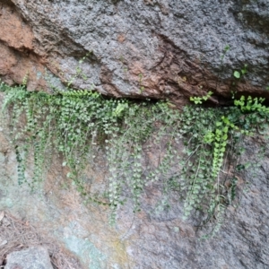 Asplenium flabellifolium at Isaacs, ACT - 27 Sep 2022