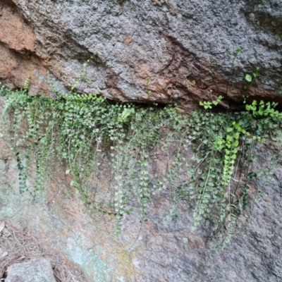 Asplenium flabellifolium (Necklace Fern) at Isaacs, ACT - 27 Sep 2022 by Mike