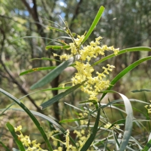 Acacia floribunda at Isaacs, ACT - 27 Sep 2022 04:00 PM