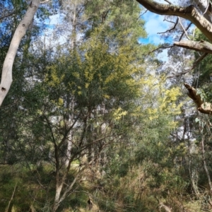 Acacia floribunda at Isaacs, ACT - 27 Sep 2022 04:00 PM