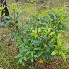 Pittosporum undulatum (Sweet Pittosporum) at Isaacs, ACT - 27 Sep 2022 by Mike