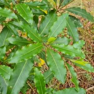 Pittosporum undulatum at Isaacs, ACT - 27 Sep 2022