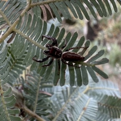 Pungalina sp. (genus) at Mount Ainslie - 23 Sep 2022 by Pirom